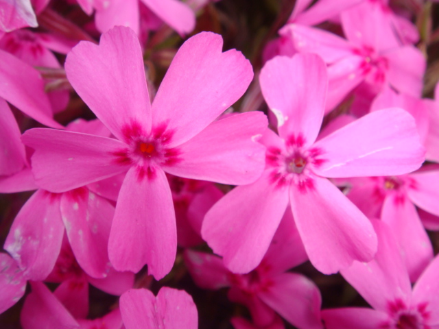 ピンク色の花”🌸🌸 - 【不動産】は、地元富士宮市のイナダプランニング